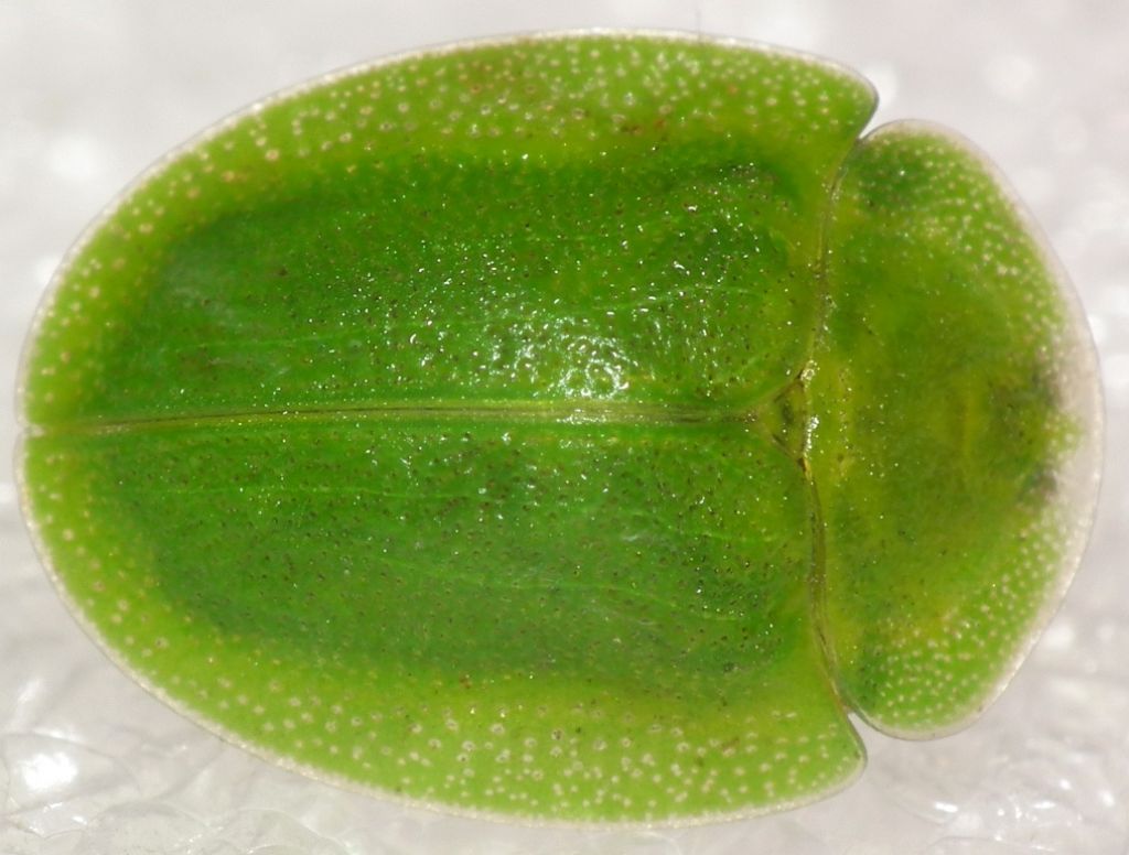 Chrysomelidae: Cassida viridis